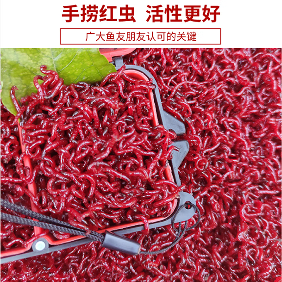 大号红虫批发喂鱼饵拉饵鲫鱼野钓饵料钓鱼蚯蚓鱼饵 小号鲜活喂鱼红虫