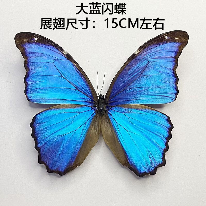 流彗光明女神闪蝶标本a1真实蝴蝶标本蓝闪蝶摆件礼物生日幼儿园展示框
