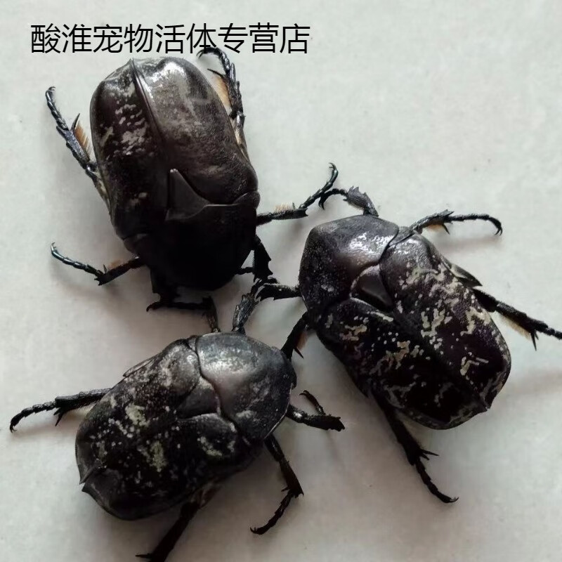 白星花金龟蛴螬的成虫地道的药材养殖场直销中华活的原生态定金 白星