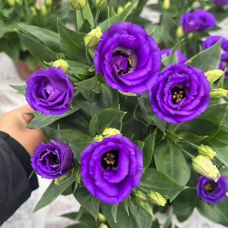 盆栽带花苞阳台窗台小花园多年生四季开花绿植花卉广州发货 紫色系【1