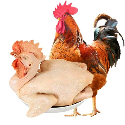 颐乡情散养土鸡大公鸡黄脚青脚黑凤麻鸡现杀新鲜营养鸡肉笨公鸡走地鸡整 黄脚公鸡1只【净3-3.2斤】炖肉包+人参