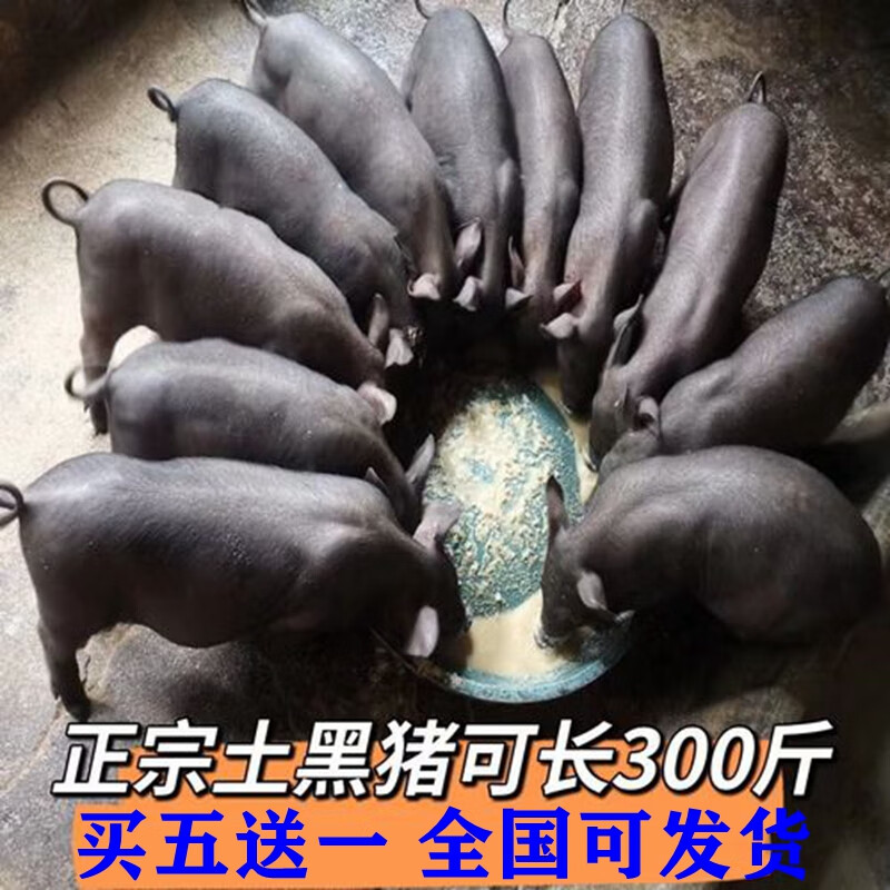 正宗大体型黑土猪幼崽仔短毛小黑猪活苗散养藏香猪瘦肉型农家养殖 2个