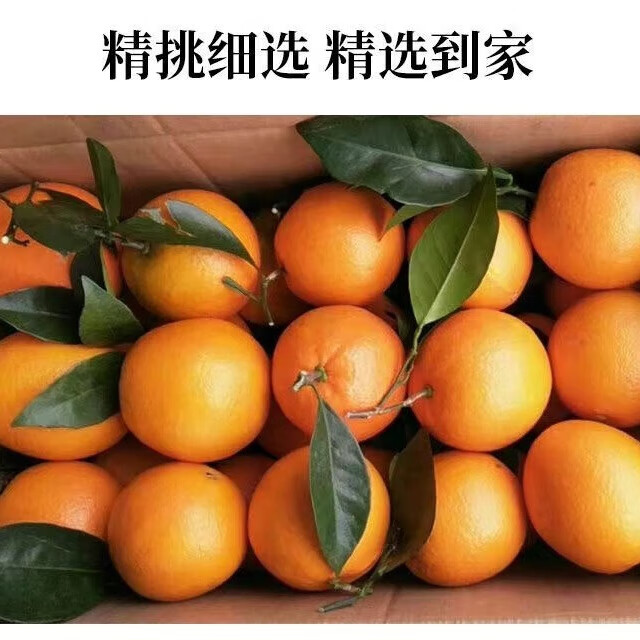 逮果重庆奉节脐橙新鲜采摘橙子时令水果当季现摘现发精品大果礼盒装 12枚礼盒装【送亲人/领导】