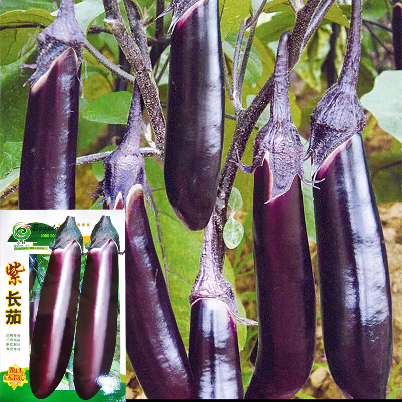 蔬菜种子紫红长茄种子春季四季田园阳台盆栽茄子籽 四季种植瓜果 紫长