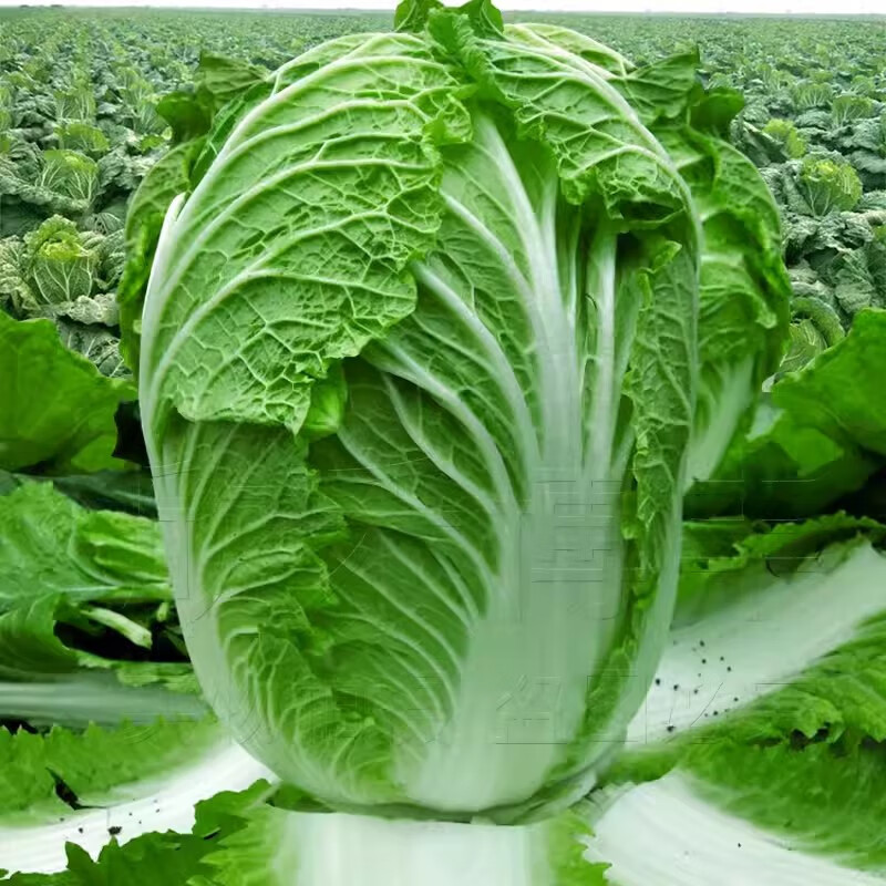 大白菜種孑春夏秋季超大南方早熟白菜籽四季農(nóng)家青菜種籽蔬菜種子 夏陽白50天大白菜原裝4500粒X5袋