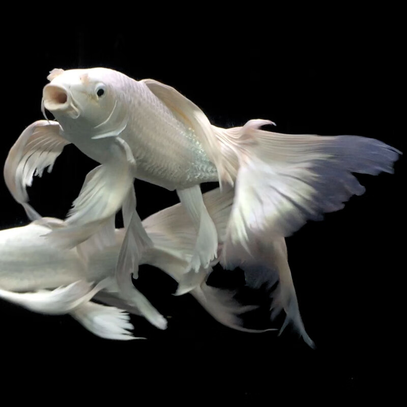 虹弦见热带观赏鱼锦鲤鱼短身蝴蝶鲤龙鲤纯种球体蝴蝶鲤贵妃鱼虹鱼活体