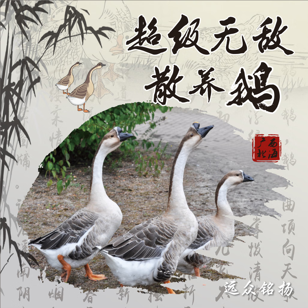 【當日現(xiàn)殺 順豐空運】廣西散養(yǎng)獅頭鵝大鵝正宗土鵝整鵝生鮮鵝肉 鵝（12.2-12.7）斤/毛重