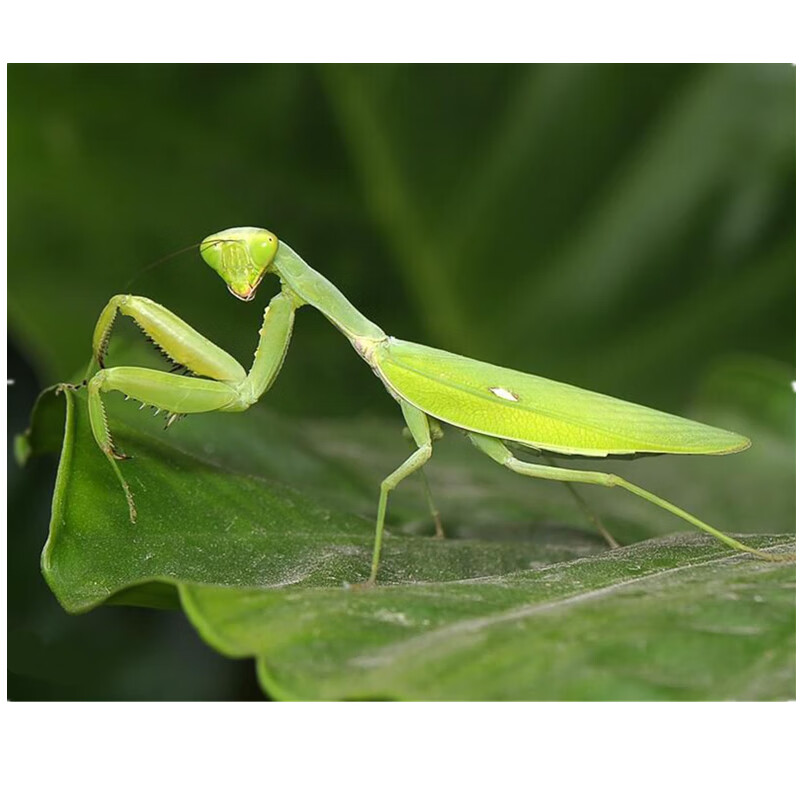 马来西亚亮斧螳螳螂宠物斧螳昆虫宠物昆虫昆虫螳 随机螳螂1l【买二 一