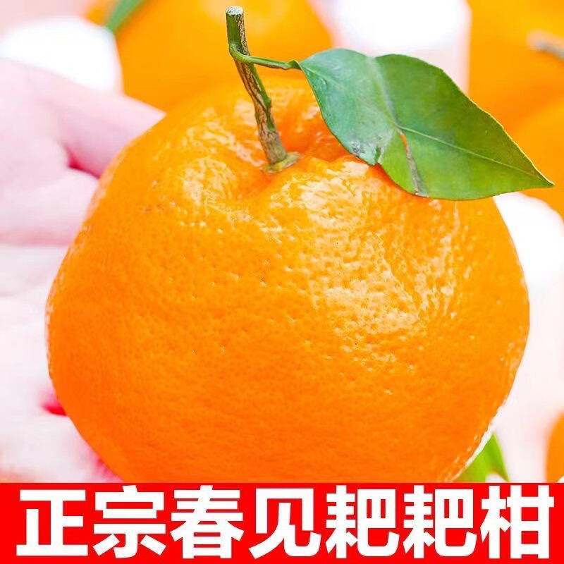 松林美果现摘现发当季正宗四川春见耙耙柑带箱5-6斤大果新鲜水果整箱