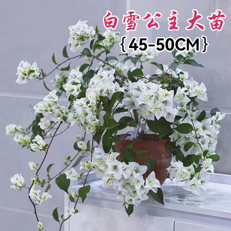 临雅三角梅飘枝盆栽带花植物室内阳台大苗耐寒好养四季开花 白雪公主