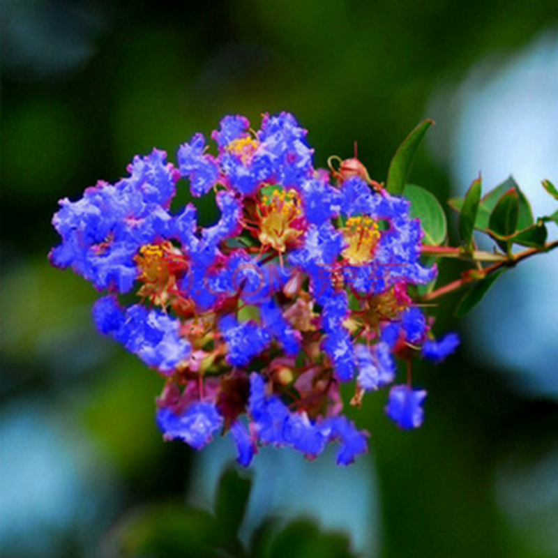 苗木树苗 庭院植物紫薇树苗 蓝花翠薇苗 自产自销 多规格 30-50厘米高