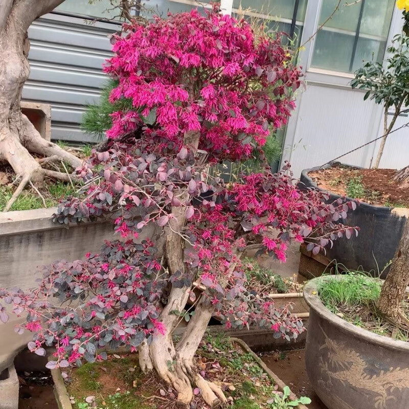 红花檵木老桩耐寒大树盆栽地栽别墅庭院红花继木造型盆景树苗一物一拍