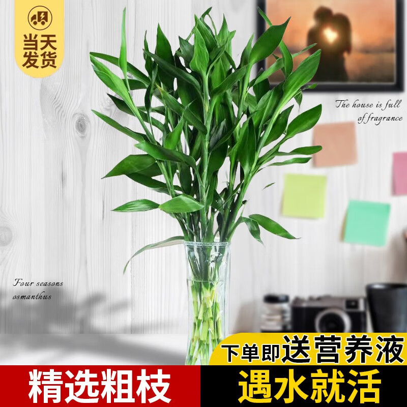 ���ڲ��������Ÿ�����ˮ��ֲ��ת������ֲ���ں������Թ���������������ʻ� ��ѡ10mm�ָ�����60-70���� 6 �� ������