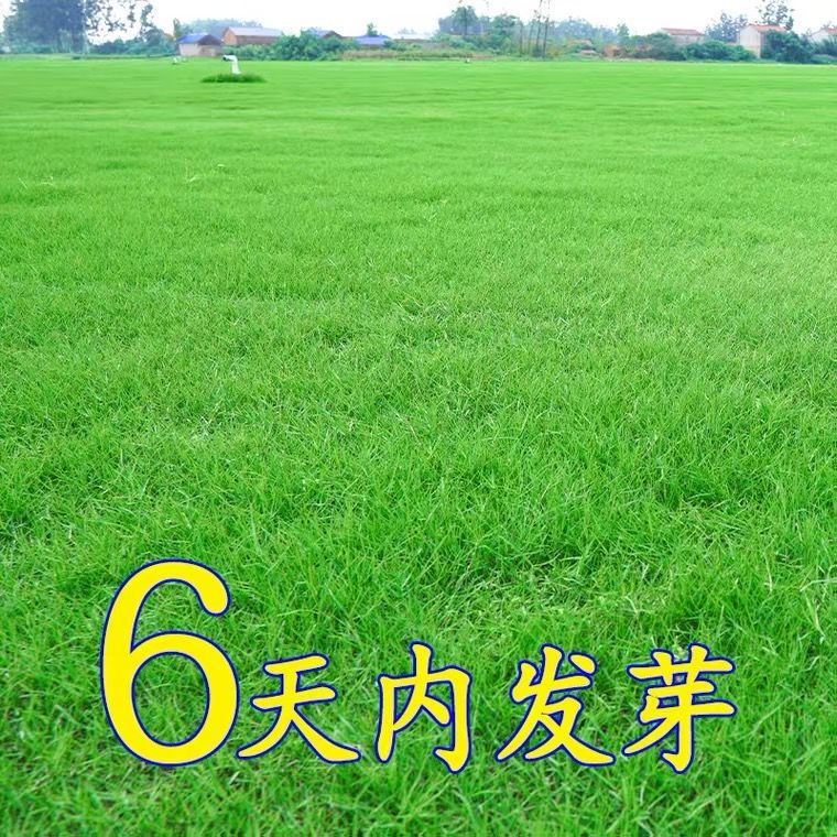 狗牙根马尼拉护坡草皮草子种籽四季 混播四季青【大面积工厂公路小x 1