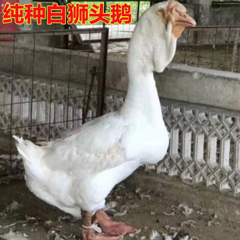 鹅王巨无霸纯种狮头鹅 买10只共发15只( 公母可选)