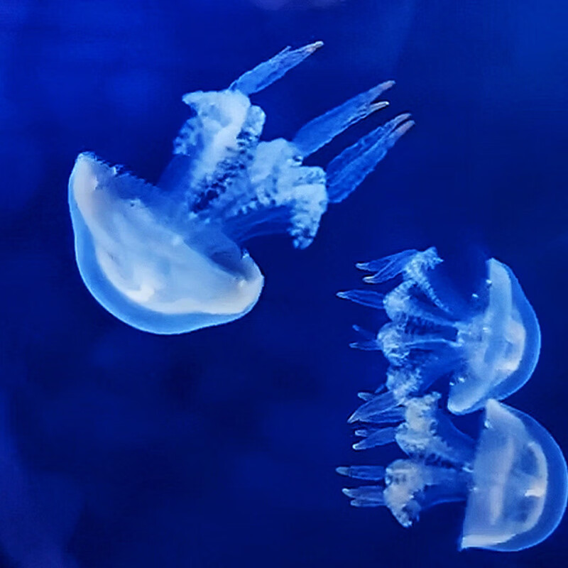 5-3.5cm中赤月水母(2只)