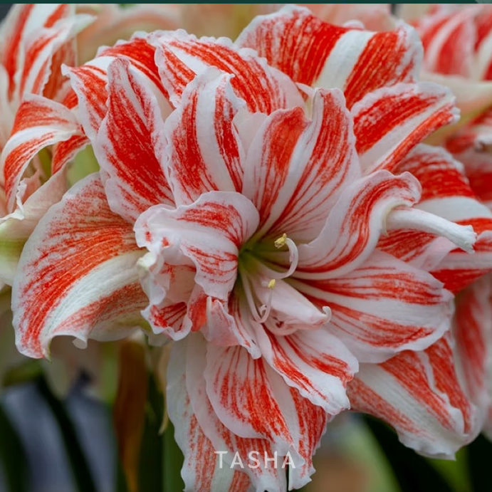 塔莎的花园朱顶红重瓣种球地栽球根花卉植物阿弗雷花孔雀源头直发包邮 舞后 直径6-7cm国产 其他
