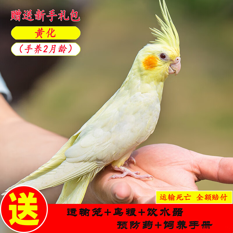 仟芸玄凤鹦鹉黄化玄凤会学说话可繁殖鸟手养宠物一对活物鹦鹉活鸟