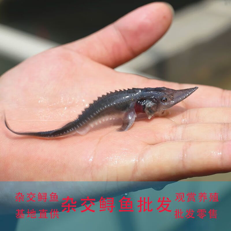 鲟鱼苗中华淡水鱼观赏鱼淡水养殖可食用鱼缸冷水大型尖嘴 6-9cm  2条