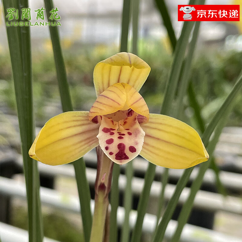 ���w�m��������̺� ��ݻ�ɫ�ɰ�����ζ������ �����������������⻨���� 2���������