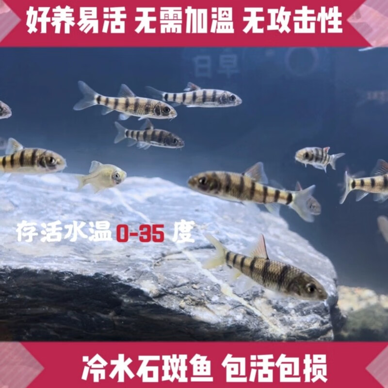 好养冷水原生观赏鱼小型淡水溪流石斑鱼光唇鱼活体群游中底层包活 8-10厘米溪石斑6条包活5条