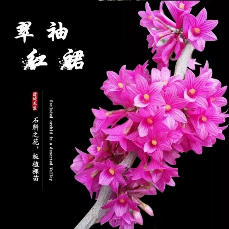 超香石斛四季开花满屋漂香室内外盆栽 姬美 香水石斛 2苗价格 裸根发货