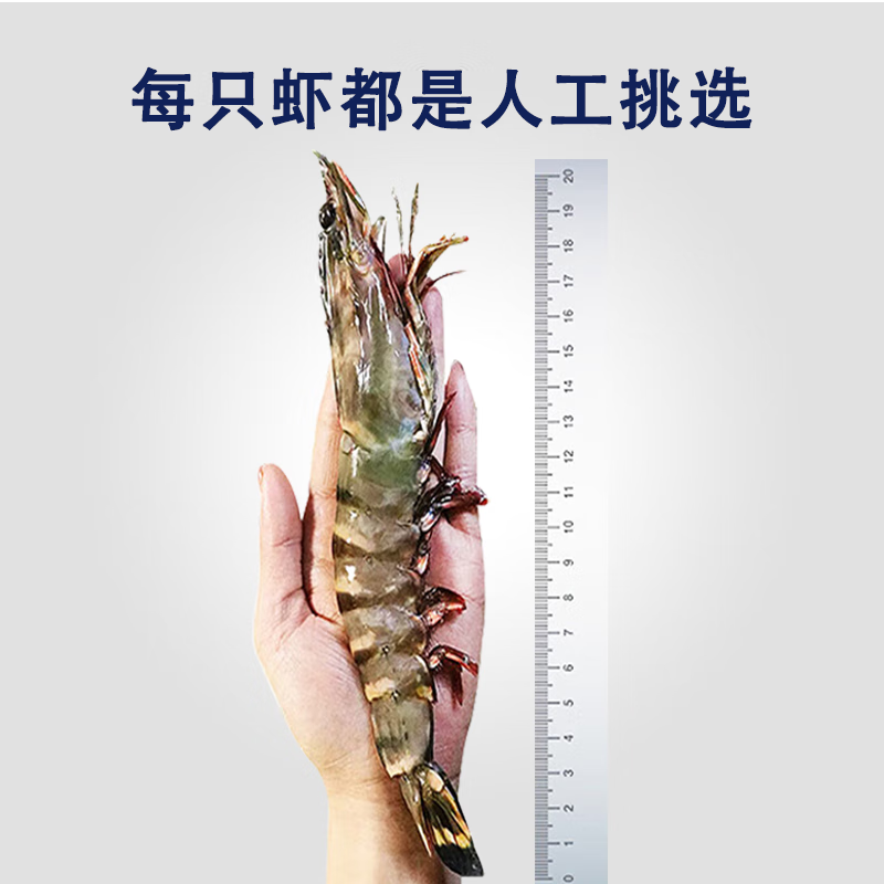 天纵良材 巨型黑虎虾 大虾类新鲜老虎虾 斑节虾对虾 印度洋鲜活急冻 礼盒 巨型黑虎虾21-25只 2.7斤(净重)