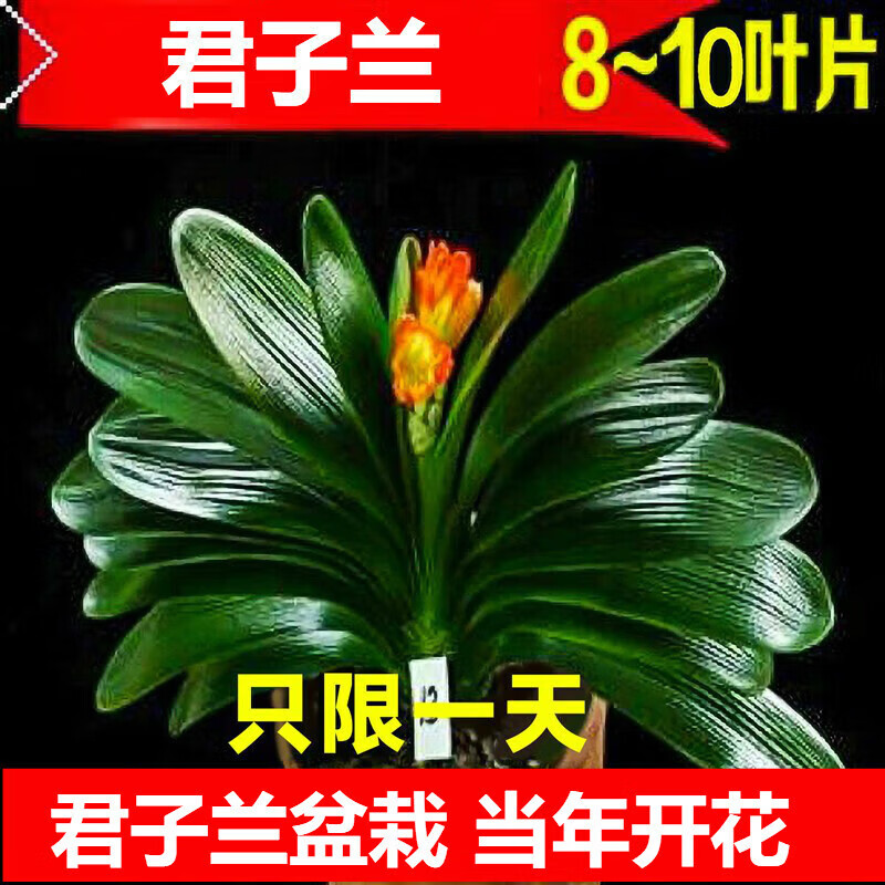 精品君子兰7-9片叶子 生根粉