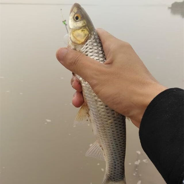 批发红眼赤眼鳟鱼苗眼睛鲮鱼草鱼饲料活体鱼淡水养殖小鱼苗赤眼鱼鲜活