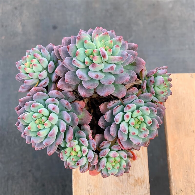 满柚春蓝苹果 蓝精灵 控养精品清棚老桩多肉植物 阳台室内办公室盆栽