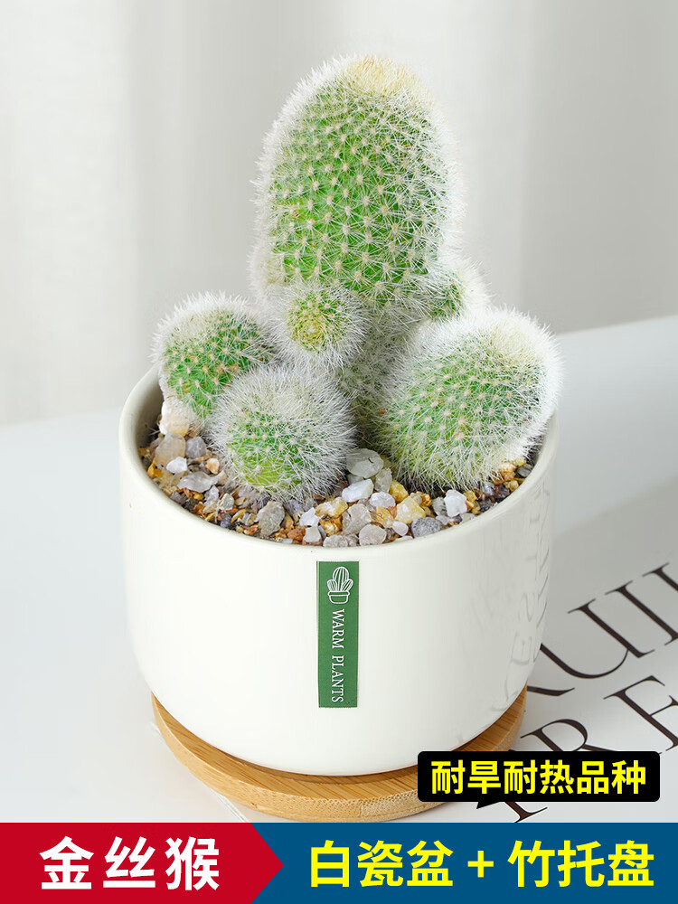 vpmq金丝猴仙人球室内盆栽多肉植物星兜仙人掌科浓桃筋高端精品好养活