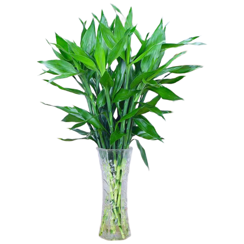 ���ڲ�������֮��ˮ�฻����ֲ�� ��Ÿ�����80-90cm��10֧����ƿ Դͷֱ�� 21.5Ԫ