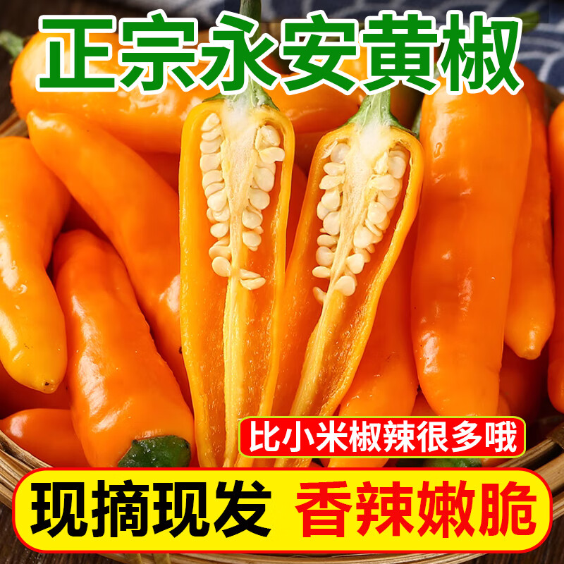 良知農(nóng)哥 福建永安特產(chǎn)新鮮黃椒 辣椒朝天椒 泡椒剁特辣黃辣椒 健康輕食 3斤永安新鮮黃椒