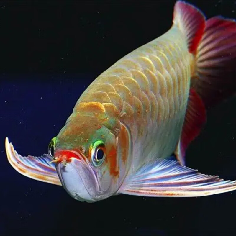 金龙鱼活鱼赤血赛级24k金头过背金龙鱼活体幼鱼古典大型观赏鱼 银龙鱼