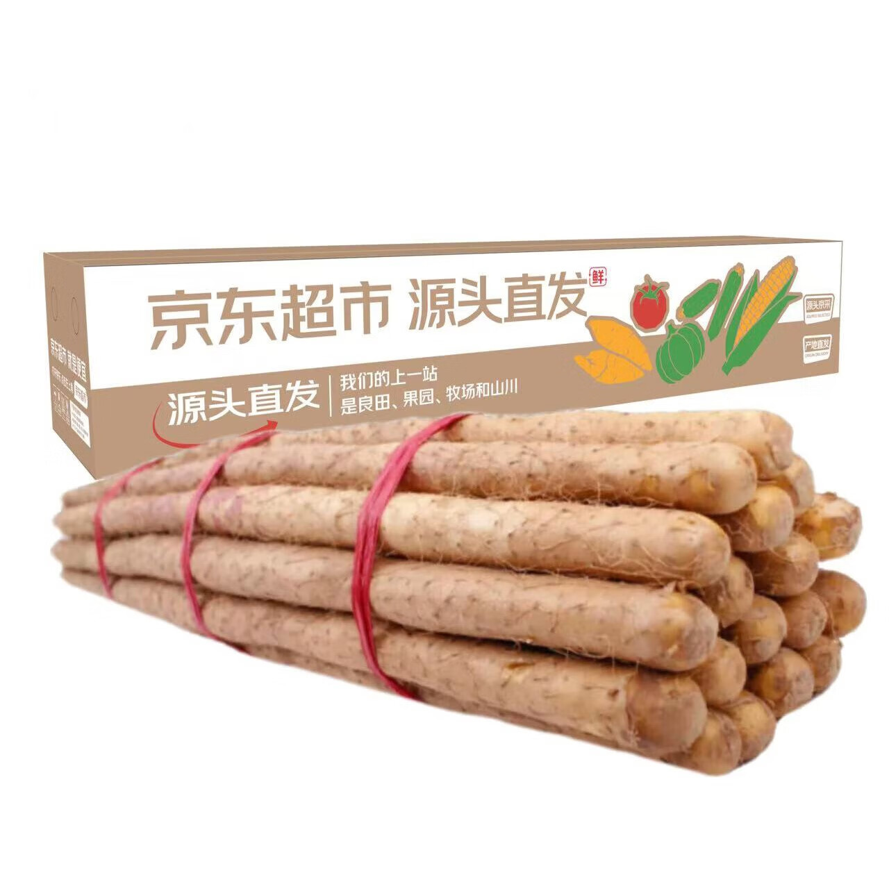 ������ɽ��С����ɽҩ��Ŵ���澻��5�ﵥ֧40cm+Դͷֱ������