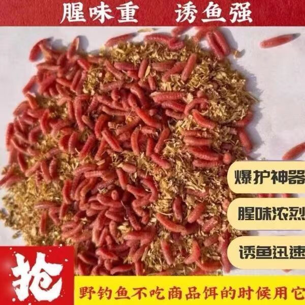 红蛆虫10瓶每瓶大约150条 红色虫体小