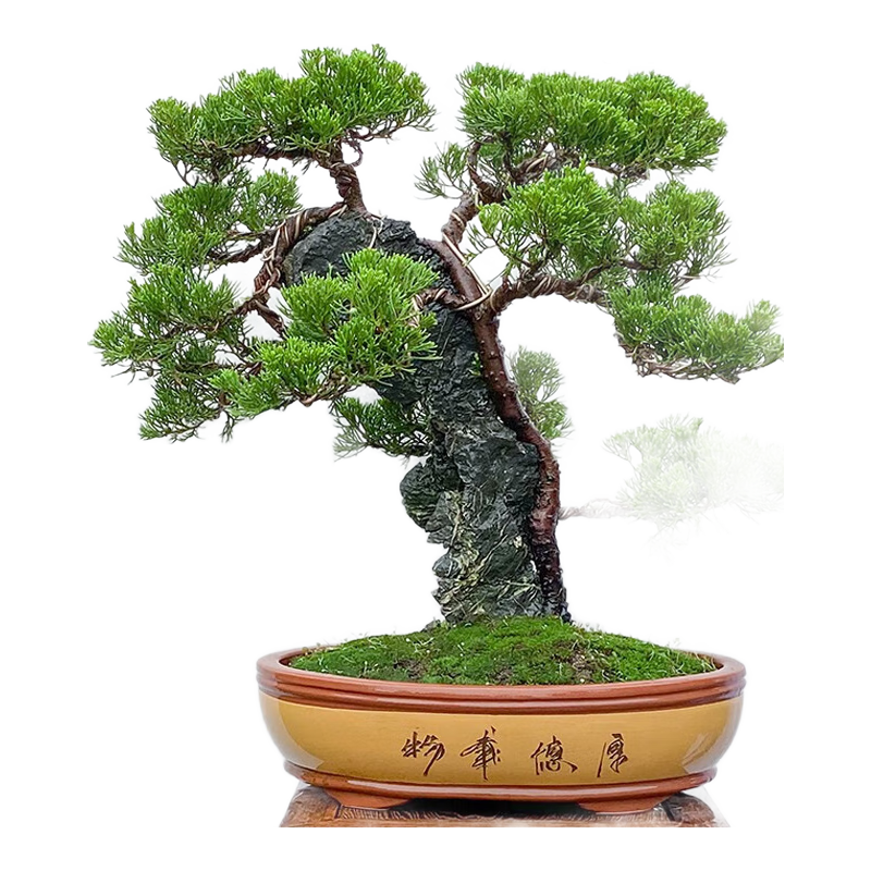 潮裕盆景真柏盆景老樁真樹(shù)庭院綠植別墅庭院客廳裝飾辦公室長(zhǎng)青室外好養(yǎng)活 真柏盆景5 高端盆景/一物一拍