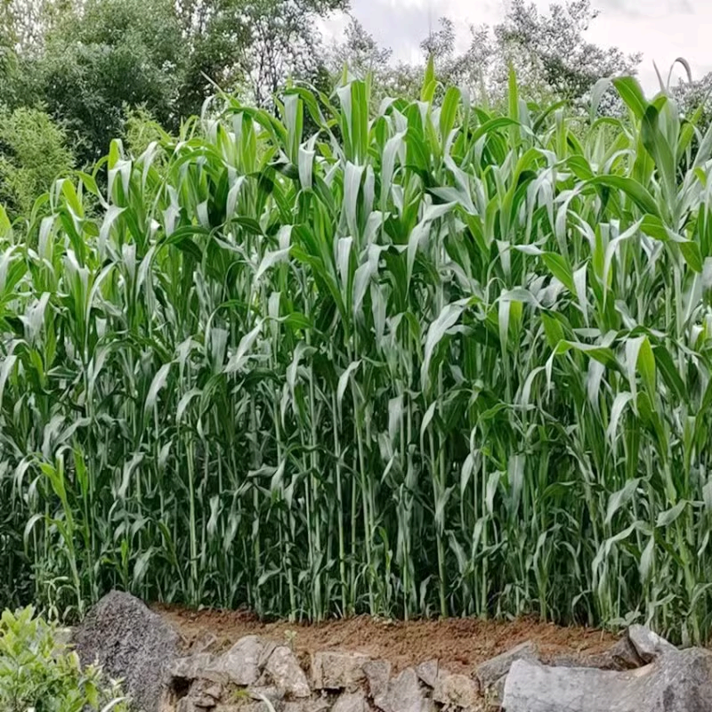 禾之润牧草种子南北方型大力士甜高粱饲用甜高粱牛羊鱼草籽进口种子