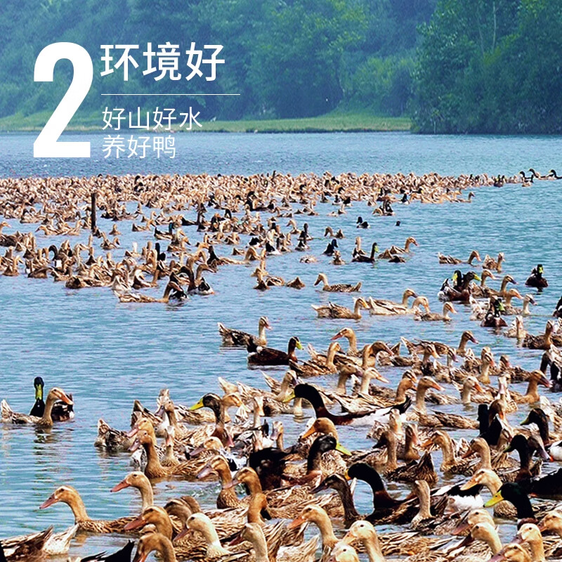 颐乡情现杀农家散养新鲜鸭肉生鲜白条鸭冷冻整只樱桃谷鸭大白鸭老土鸭子 农家仔鸭2只【净2斤1只】+料包+人参