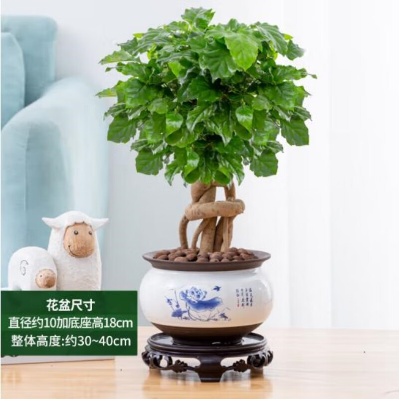 意軒提根幸福樹盆栽綠植物室內(nèi)客廳好養(yǎng)四季常青吸甲醛花卉盆景平安樹 5年提根幸福樹（619荷韻盆）