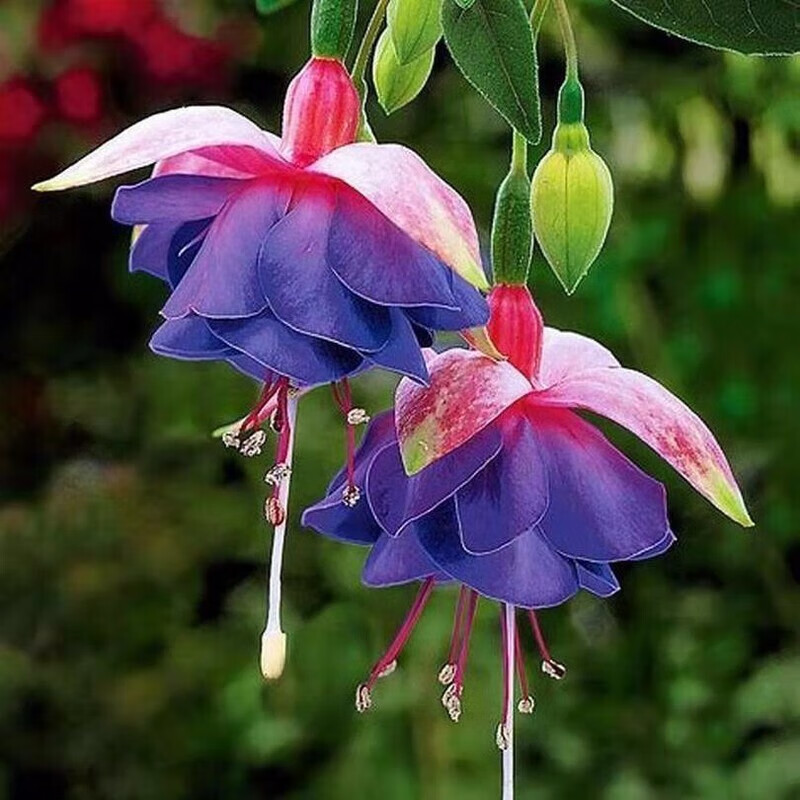 盆栽室内绿植阳台四季开花带花苞不断花卉 1号小仙女【买一送一】