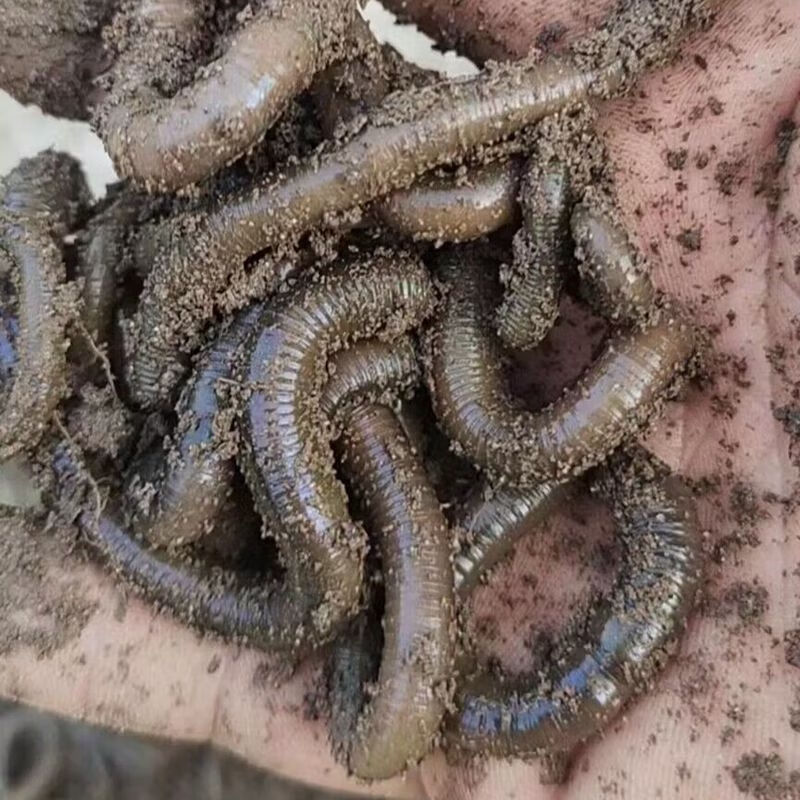 幕诗奕鲜活青蚯蚓钓黄鳝活体黑蚯蚓特大臭蚯蚓地龙松土蚯蚓垂钓钓鱼活