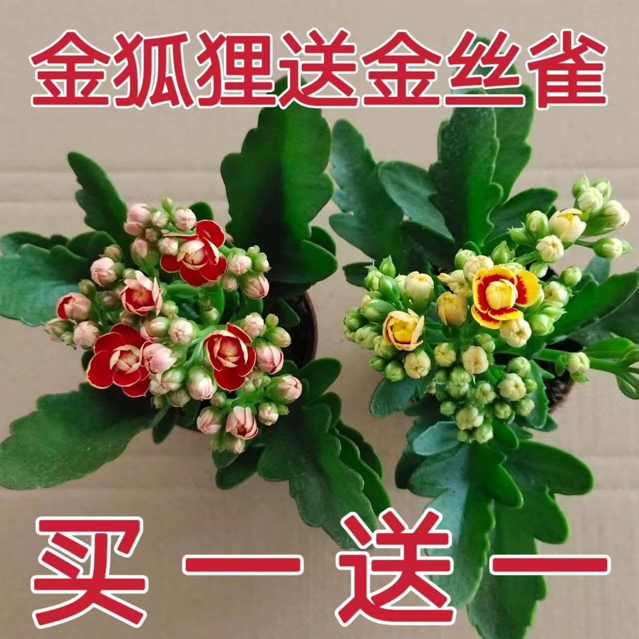 山头林村稀有长寿花金狐狸盆栽大花重瓣四季开花带花苞室内外花卉直销