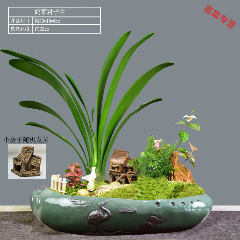 姬卉招财树盆景常青发财树盆栽罗汉松植物室内富贵竹绿植四季好养花卉