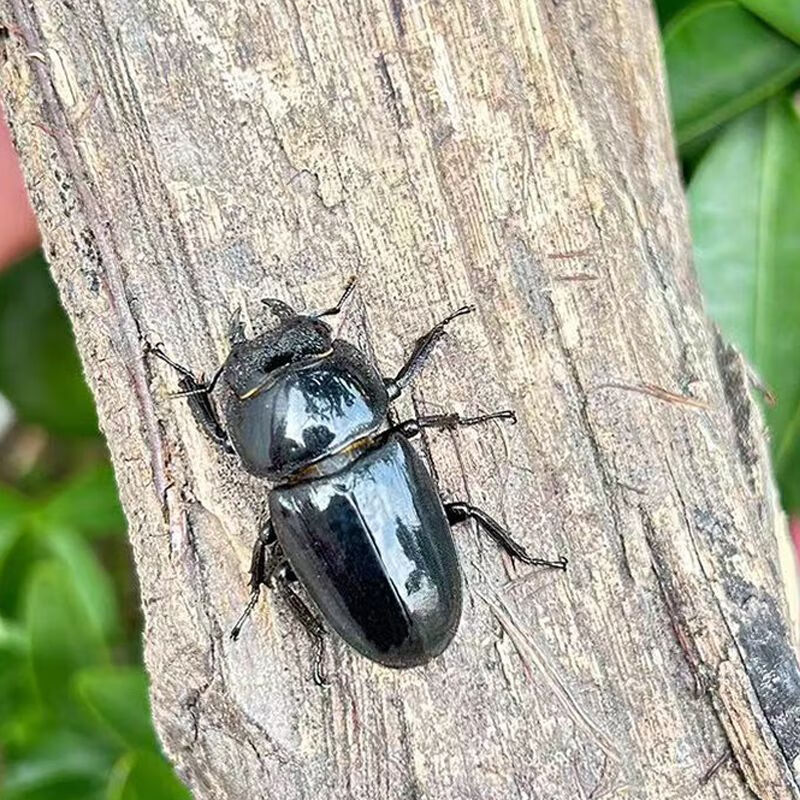中华大扁锹甲锹形虫甲虫昆虫爬虫锹甲虫 中扁母成虫