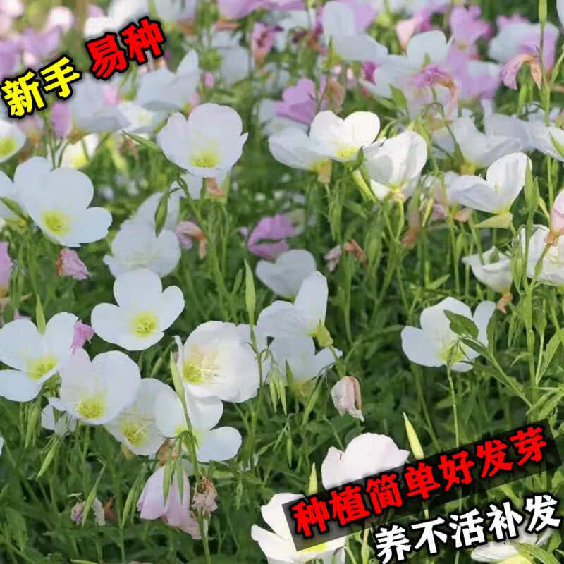 月见草种子【白色】1斤