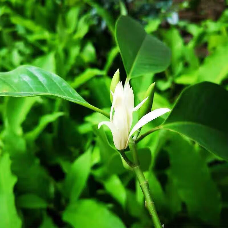 花树苗四季开花白兰花栽兰花树苗带花苞黄兰室内庭院浓香型花 白玉兰