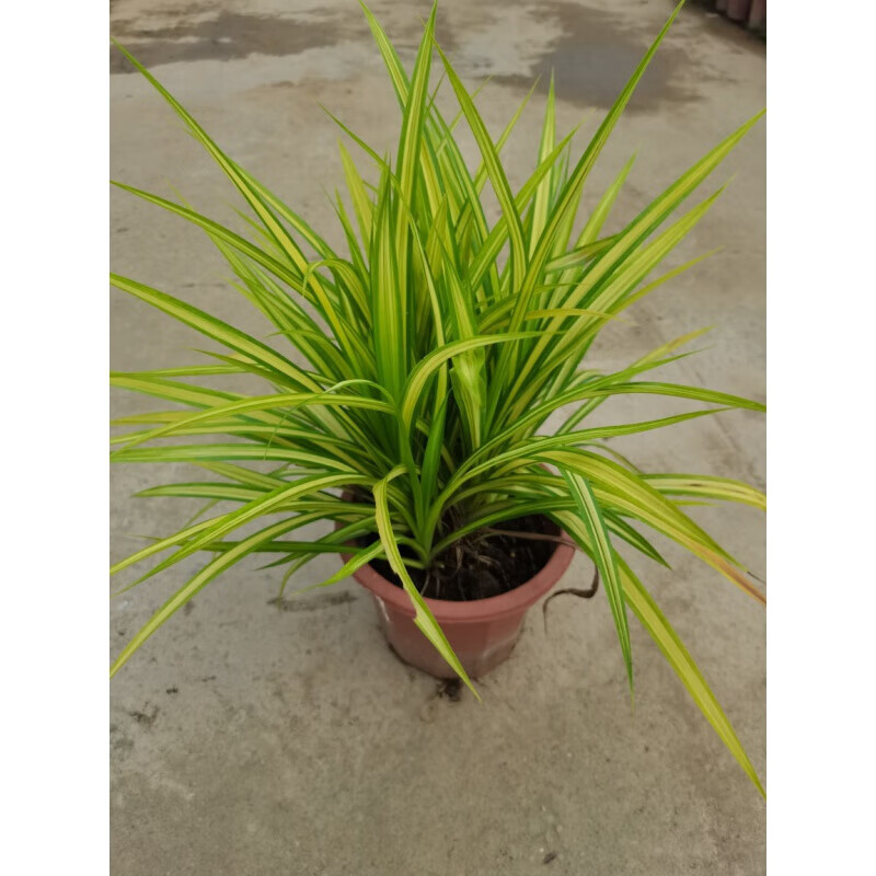 醉春木热带花园景观植物金心露兜盆栽耐热耐寒花叶露兜花镜庭院阳台