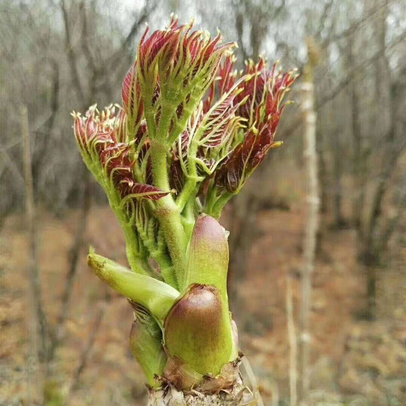 东北刺老芽种子刺龙牙野生刺嫩芽种子种籽山野菜楤木刺老鸦芽菜籽 刺