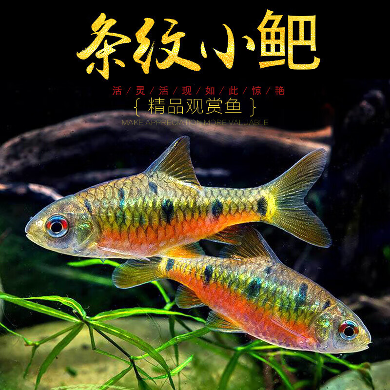 大脸兔条纹小鲃鱼活体原生态冷水观赏鱼淡水小溪鱼二须鲃 小鲃2-3厘米